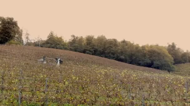Druiven Oogsten Wijngaard Met Oogstmachine Bovenaanzicht Wijnbouw Druivenplukker Het Oogsten — Stockvideo