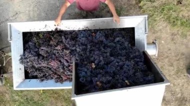 Üzüm hasadı. Üst Manzara. Hasat edilen üzümleri küçük kamyondan karavana döküyorlar. Taze toplanmış üzümlerin daha fazla işlem için şaraphaneye nakledilmesi. Bir kamyon dolusu taze kırmızı.