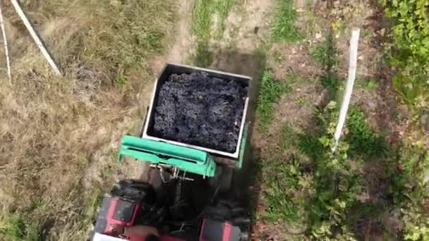 Vendanges Vue Dessus Transport Des Raisins Récoltés Cave Pour Transformation — Video