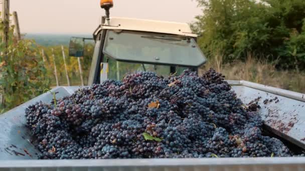 ブドウの収穫 トレーラーで収穫したブドウ 新鮮に収穫された赤いブドウでいっぱいのトラクターのトレーラーは さらなる処理のためにワイナリーへの輸送の準備ができています イタリアのブドウ畑 スクリューグレープマシン — ストック動画