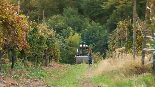 Vignoble Italien Vendanges Vendangeuse Tracteur Est Arrière Plan Viticulture Cépages — Video