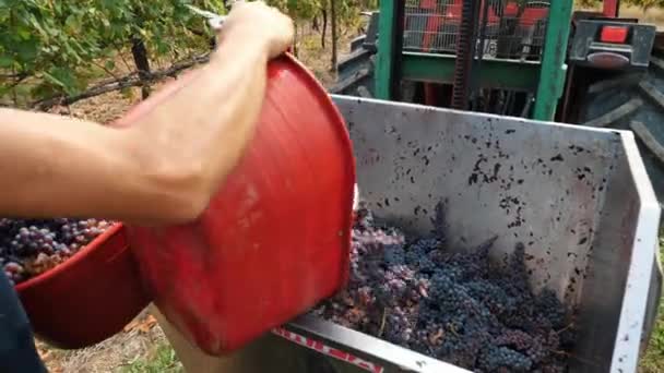 Grape Harvesting Viticulture Close Handmade Harvesting Vineyard Farmers Cut Bunches — Stock Video