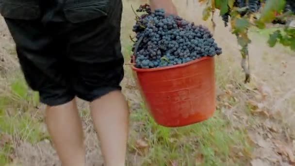 Druivenoogst Emmer Vol Met Vers Gesneden Druiven Wijnbouw Dichtbij Handgemaakte — Stockvideo