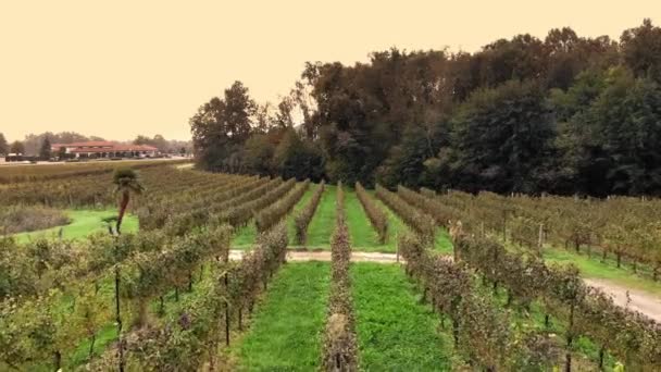 Weinreben Weinbergen Ansicht Von Oben Ordentliche Reihen Von Weinreben Mit — Stockvideo