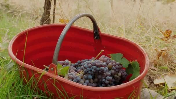 葡萄收获 装满了新鲜切碎的葡萄 葡萄园的手工收获 农夫切成捆的成熟葡萄 种植葡萄以生产葡萄酒 — 图库视频影像