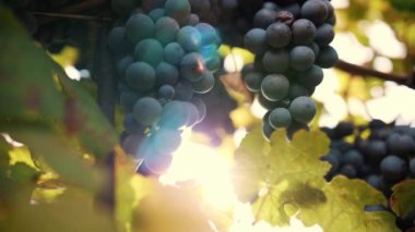 Olgun üzüm demetleri. Çok yakın plan. Üzüm bağında üzümlü tatlı kırmızı üzümler, ılık sonbahar güneşiyle aydınlatılıyor. Gün batımı. Olgun üzüm salkımları hasat için hazır. Bağcıklık. Şarap ve şarap.