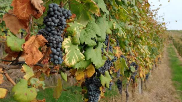 Vinná Réva Italská Vinice Vinařství Pěstování Hroznů Listoví Vinné Révy — Stock video