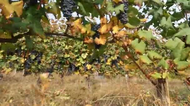 Grapevine Italian Vineyard Viticulture Grape Growing Grapevine Foliage Faded Hot — Stock Video