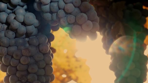 グレープワインの熟したバンド クローズアップして 暖かい秋の太陽に照らされたブドウの甘い赤いブドウ 熟したブドウ畑は 収穫の準備ができてる ブドウ栽培についてです ワイナリーとワイン — ストック動画