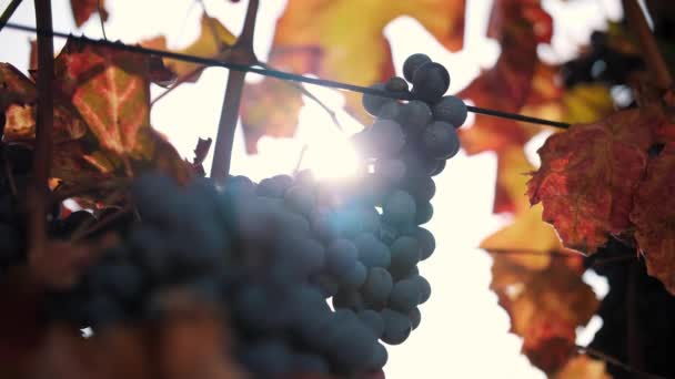 グレープワインの熟したバンド クローズアップして 甘い赤ワインのブドウ 黄色がかった 日焼けした葉 暖かい秋の日没の日差しで点灯 ブドウ畑に 熟したブドウは収穫の準備ができています ブドウ栽培について — ストック動画