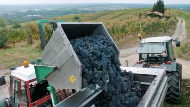 Zbiorów Winogron Widok Góry Wylewanie Zebranych Winogron Małej Ciężarówki Przyczepy — Wideo stockowe