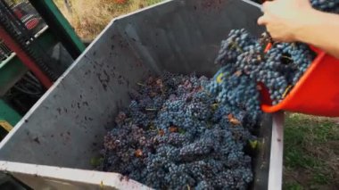 Üzüm hasadı. Bağcıklık. Yakın plan. El yapımı üzüm bağı hasadı. Çiftçiler bir sürü olgun üzüm kesip büyük kovalar koydular. Sonra, üzümler traktörün arkasına dökülüyor.