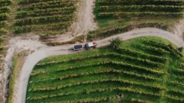 Üzüm hasadı. Üst Manzara. Hasat edilen üzümlerin incelenmesi için şaraphaneye nakledilmesi. Bir traktör üzüm bağlarından geçen toprak yolu boyunca bir karavanda üzüm hasadı taşıyor. İHA