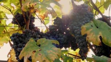 Üzüm demetleri. Yakın plan. Büyük kırmızı sulu olgun üzümler asma asmasına asılmış, güneş ışığında. İtalyan üzüm bağı. Üzüm yetişiyor. Bağcıklık. Şarap yapımı..