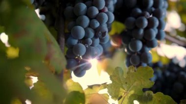 Olgun üzüm demetleri. Çok yakın plan. Üzüm bağında üzümlü tatlı kırmızı üzümler, ılık sonbahar güneşiyle aydınlatılıyor. Gün batımı. Olgun üzüm salkımları hasat için hazır. Bağcıklık. Şarap ve şarap.