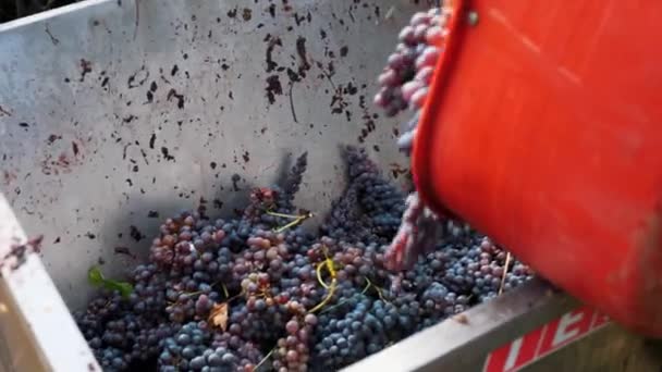 Récolte Raisins Viticulture Gros Plan Vendange Artisanale Vignoble Les Agriculteurs — Video