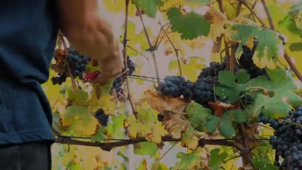 Збирання Винограду Крупним Планом Збирання Виноградників Ручної Роботи Фермери Розрізають — стокове відео