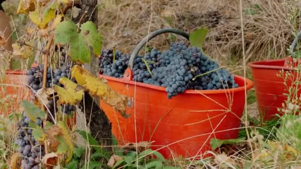 Druivenoogst Emmer Vol Met Vers Gesneden Druiven Wijnbouw Dichtbij Handgemaakte — Stockvideo