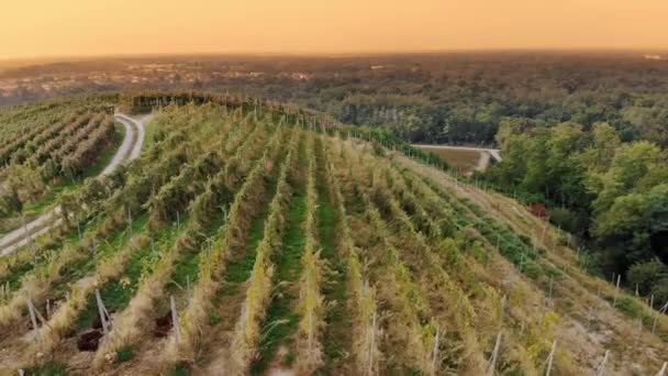 Weinreben Weinbergen Ansicht Von Oben Ordentliche Reihen Von Weinreben Mit — Stockvideo