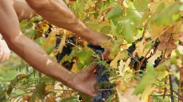 Colheita Uvas Close Vindima Artesanal Vinha Agricultores Cortar Cachos Uvas — Vídeo de Stock