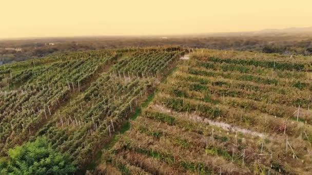 Rows Vine Vineyards Top View Tidy Rows Grapevines Ripening Red — Stock Video