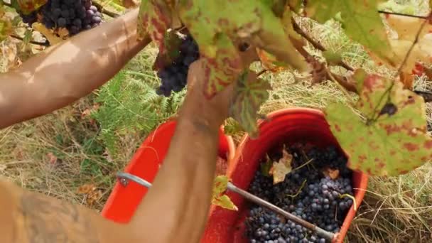 Récolte Raisins Gros Plan Vendange Artisanale Vignoble Les Agriculteurs Coupent — Video