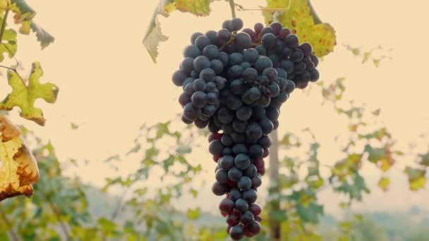 Bunch Grapes Close Big Ripe Bunch Blue Grapes Vine Vineyard — Stock Video