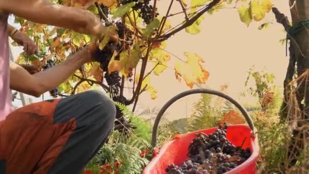葡萄收获 葡萄园的手工收获 农民们收割成捆的成熟葡萄 葡萄味道鲜美 挂在葡萄藤枝上 种植葡萄以生产葡萄酒 — 图库视频影像