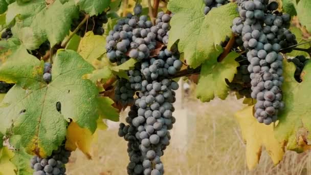 Bunches Grapevines Close Big Bunches Red Juicy Ripe Grapes Hanging — Stock Video