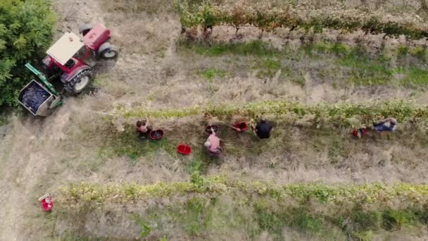 Zbiorów Winogron Włoska Winnica Ręcznie Robione Zbiory Winnicy Drone Lot — Wideo stockowe