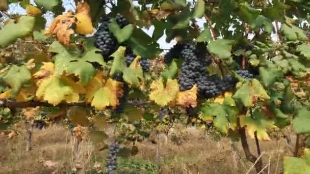 Grapevine Italian Vineyard Viticulture Grape Growing Grapevine Foliage Faded Hot — Stock Video