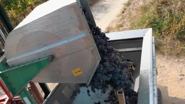 Zbierane Winogrona Przyczepie Widok Góry Wylewanie Zebranych Winogron Małej Ciężarówki — Wideo stockowe