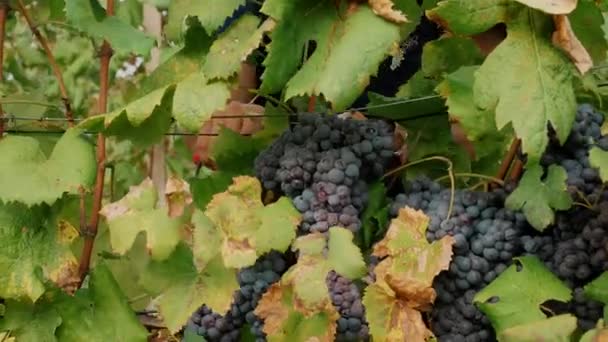 Zbieranie Winogron Zbliżenie Ręcznie Robione Zbiory Winnicy Rolnicy Kroją Pęczki — Wideo stockowe
