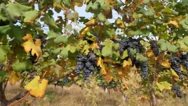 포도나무 이탈리아 포도원 농업입니다 뜨거운 태양에 포도나무 수확을위한 준비에 포도나무의 — 비디오