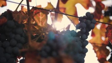 Olgun üzüm demetleri. Çok yakın plan. Sararmış, beyazlatılmış yapraklı sarmaşık üzümleri, ılık sonbahar günbatımı güneşi ile aydınlatılıyor. Üzüm bağı. Olgun üzümler hasat için hazır. Bağcıklık