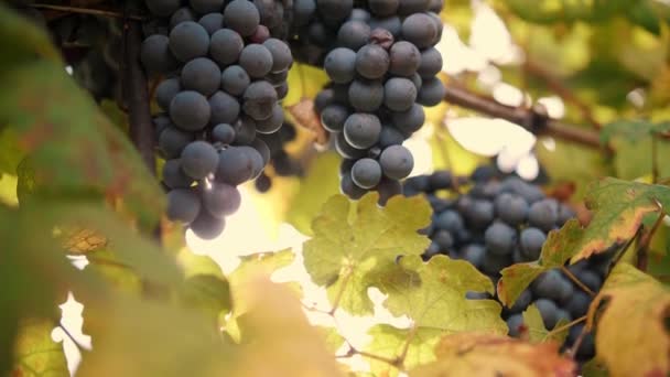 成熟的葡萄束 非常接近的特写 葡萄园的葡萄藤上挂着甜甜的红葡萄 秋天温暖的阳光照耀着它 成熟的葡萄丛已准备好收割 葡萄栽培 酒厂和葡萄酒 — 图库视频影像
