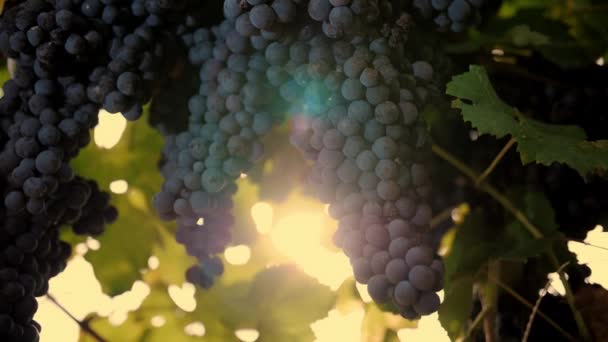 成捆的葡萄 在阳光下 一丛丛红色多汁的成熟葡萄挂在葡萄藤上 意大利葡萄园 葡萄生长 葡萄栽培 — 图库视频影像