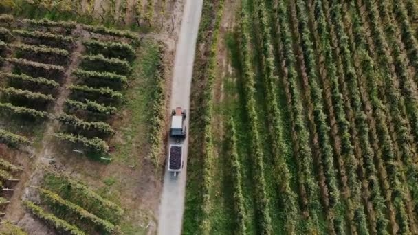 葡萄收获 顶视图 将收获的葡萄运送到酿酒厂进一步加工 拖拉机在通往葡萄园的土路上拖着葡萄收获 — 图库视频影像
