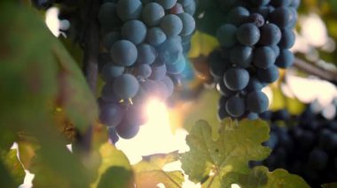 Olgun üzüm demetleri. Çok yakın plan. Üzüm bağında üzümlü tatlı kırmızı üzümler, ılık sonbahar güneşiyle aydınlatılıyor. Gün batımı. Olgun üzüm salkımları hasat için hazır. Bağcıklık. Şarap ve şarap.
