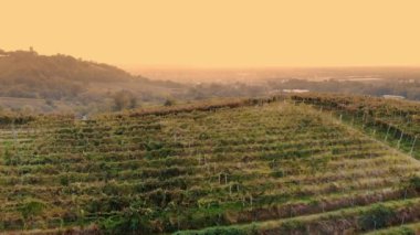 Üzüm bağlarında sıra sıra asmalar. Üst Manzara. İtalya 'da, dağlık bir zemin ile batan güneşin parlaklığında olgunlaşmış kırmızı üzümlerle dolu düzenli üzüm sıraları. Çiftlik arazisindeki üzüm bağları. Hava aracı görünümü