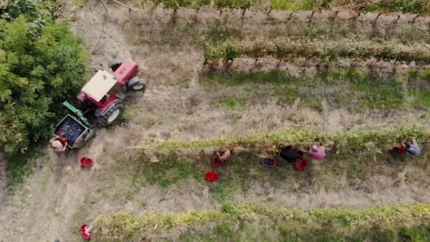ブドウの収穫 イタリアのブドウ畑 ハンドメイドのブドウ畑の収穫 ドローンはブドウ畑を飛行し 労働者は熟したブドウの束を収穫し トラクターのトレーラーに入れました ワイン業界 ワインメイキング — ストック動画