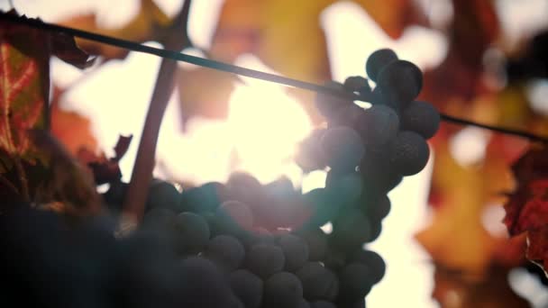 Grappes Mûres Vignes Gros Plan Raisin Rouge Doux Vignes Feuillage — Video