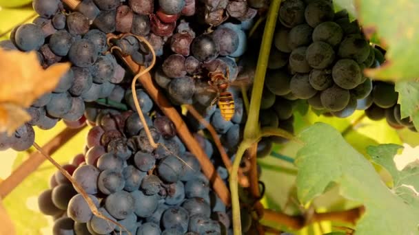 Wasp Grapes Ripe Grape Bunch Close Large Wasp Sits Bunch — Stock Video