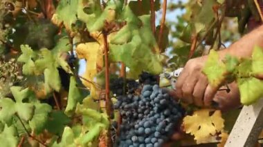 Üzüm hasadı. Yakın plan. El yapımı üzüm bağı hasadı. Çiftçiler olgun üzüm demetleri kesiyor. Askıda sallanan olgun üzümler. Şarap üretimi için üzüm yetiştirme çiftliği