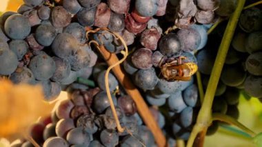 Üzümlü eşek arısı. Olgun üzüm salkımı. Yakın plan. Büyük bir eşek arısı olgun koyu mavi üzümlerin üzerine oturur ve tatlı üzüm suyu içer. Üzüm bağı. Üzüm hasadı. Dedikodu. Bağcıklık. Şarap ve şarap.