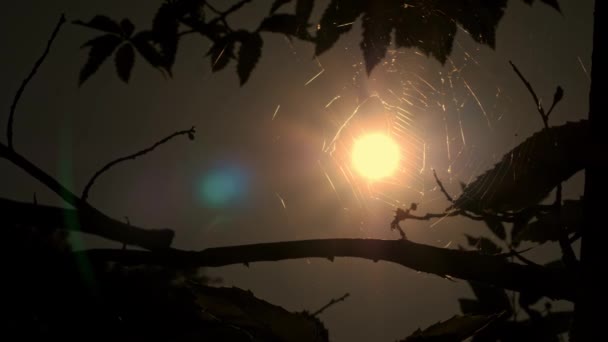 落日的时候 森林里的蜘蛛网闪烁着秋天温暖的太阳光 一个美丽的圆圆的蜘蛛网结构 在直接低的阳光下 黄昏时分 在森林里的落日 — 图库视频影像