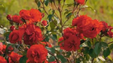 Kırmızı güller tarlada. Çiçeklerin üzerine bir arı oturdu. Yaz. Çiçeklere yakın çekim. Yüksek kalite 4k görüntü