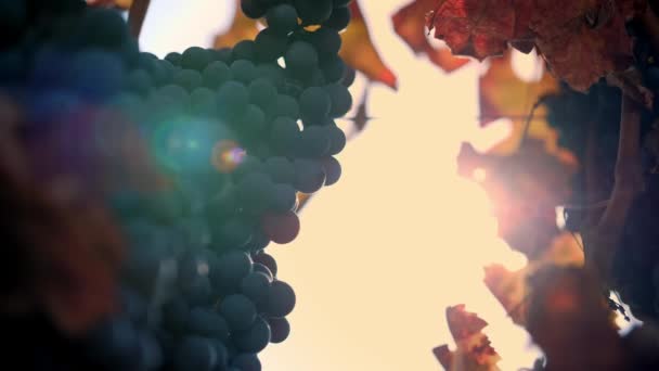 Dojrzałe Grona Winorośli Bardzo Zbliżenie Słodkie Czerwone Winogrona Winorośli Żółtymi — Wideo stockowe