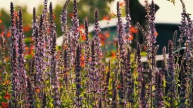 Summer Meadow Nature Video Arkaplanındaki Güzel Lavanta Çiçekleri. Lavanta tarlası, yakın plan lavanta çiçekleri.. 