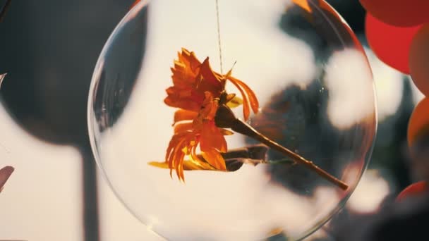 Oryginalna Ozdoba Ślubna Wykonana Balonów Motyl Kwiat Wewnątrz Balonu Pomarańczowe — Wideo stockowe